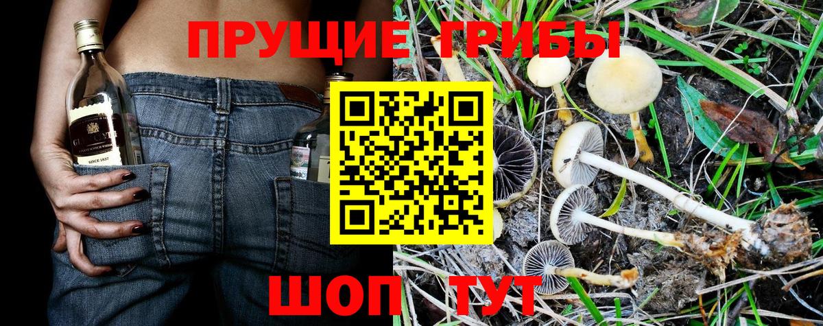 купить наркотик  Энгельс  Псилоцибиновые грибы Psilocybine cubensis 